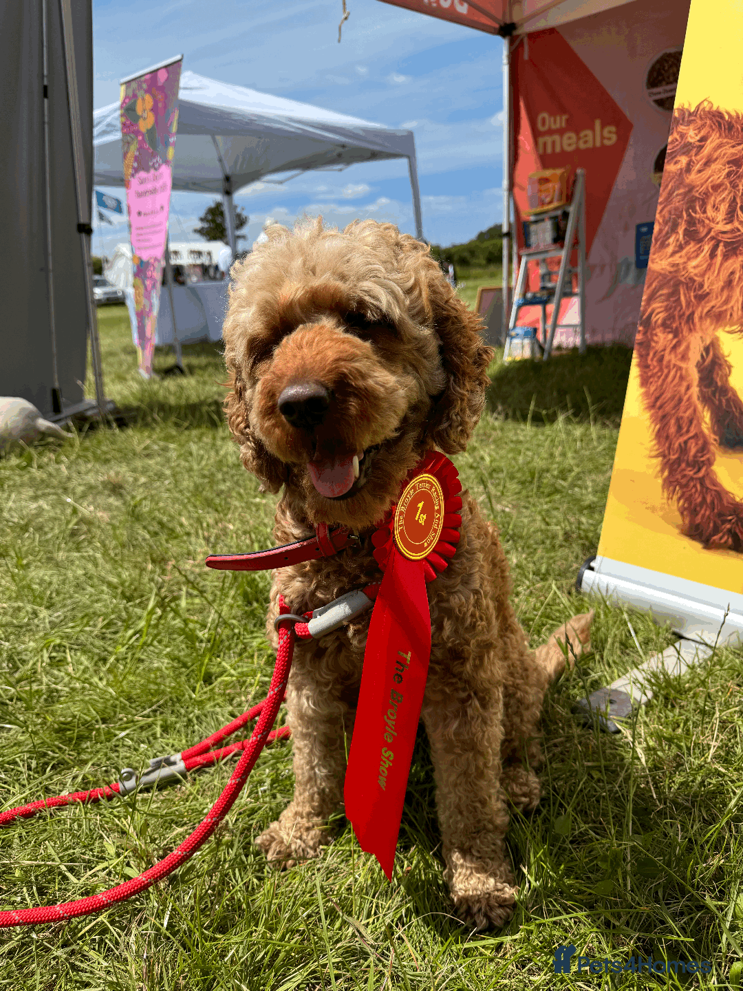 Labradoodle dogs for sale: A new loving active home needed :( - Advert 1