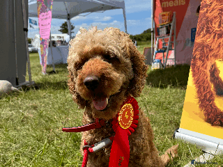 Labradoodle dogs A new loving active home needed :( - Advert 1