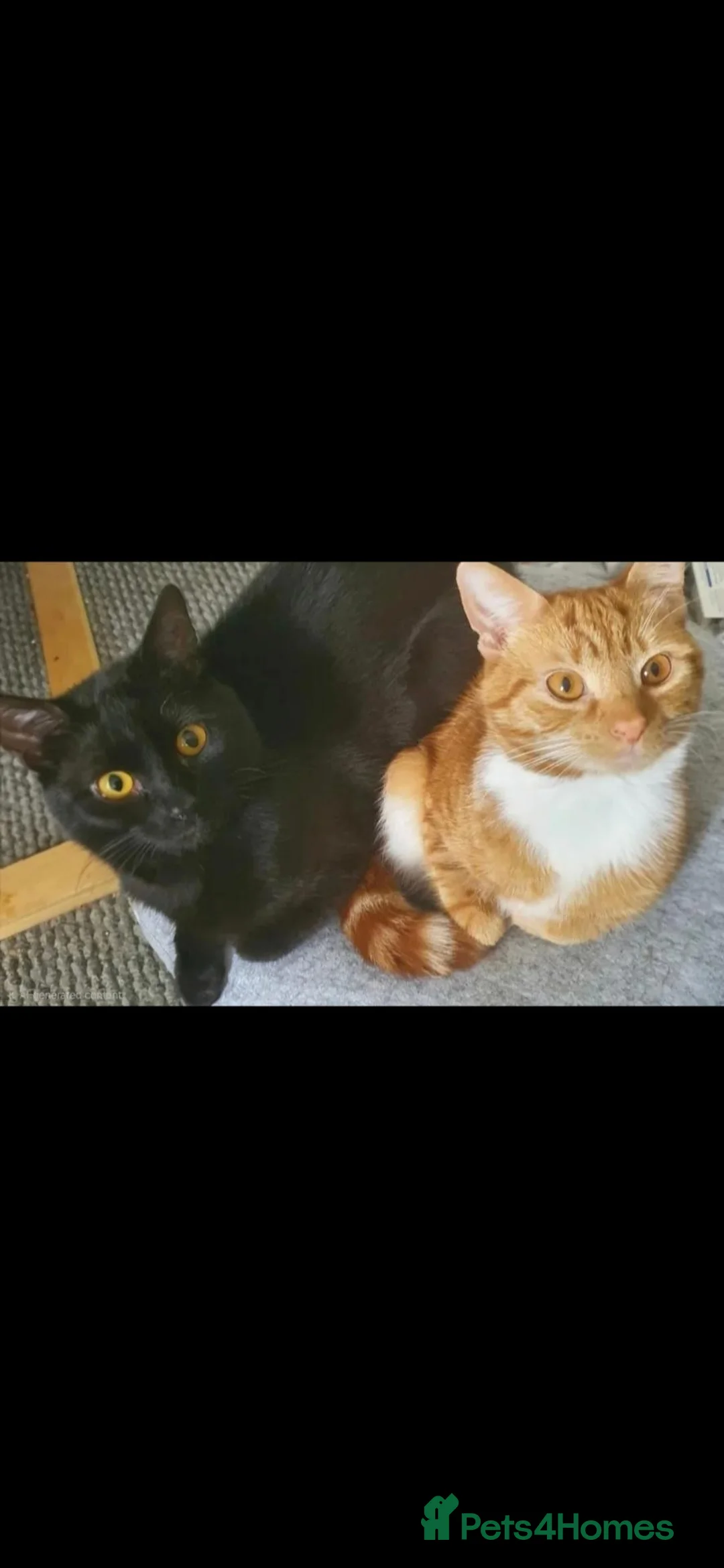 Mixed Breed cats for sale: Rehoming Gizmo and Ash  - Advert 2