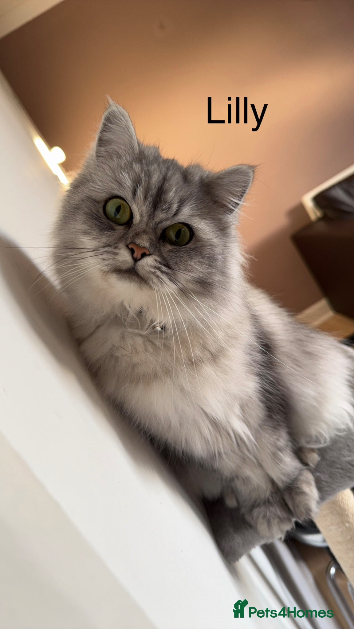 Persian cats Pure Persian Kittens for Sale: 2 Males & 2 Females - Advert 1