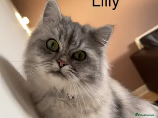 Persian cats Pure Persian Kittens for Sale: 2 Males & 2 Females - Advert 1