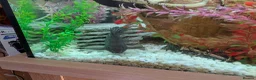 Other/Mixed Breed fish for sale: XL tropical fish  - Advert 10