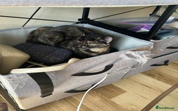 Domestic Shorthair cats for sale: Lovely Domestic short hair cats - Image 5