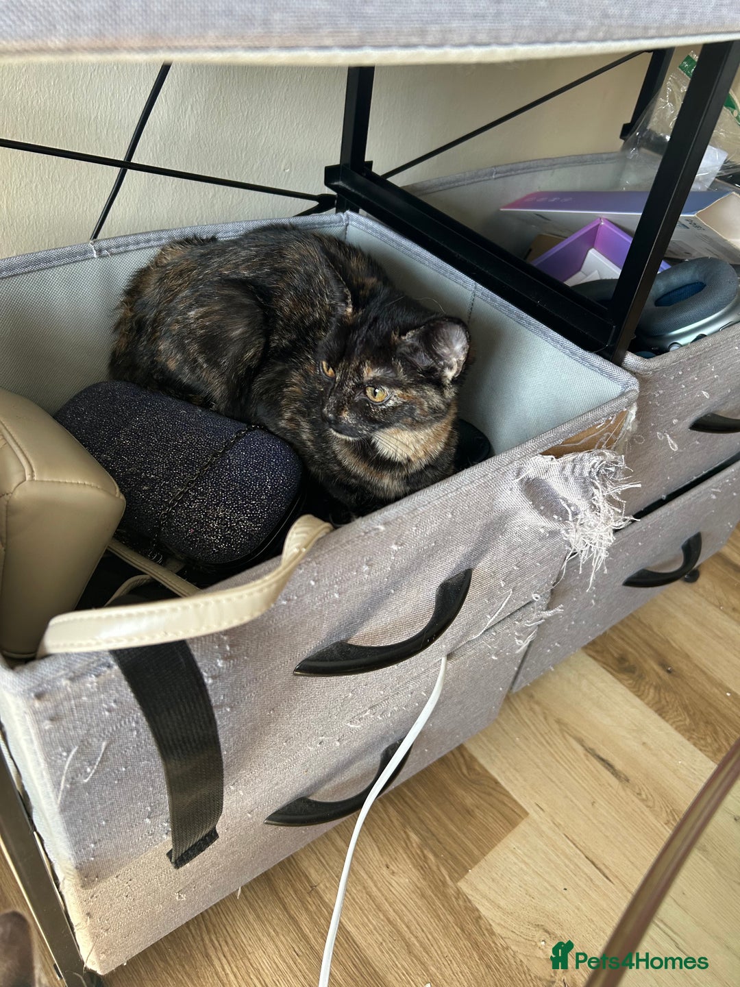 Domestic Shorthair cats for sale: Lovely Domestic short hair cats - Image 5