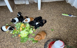 Guinea Pig rodents for sale: Beautiful Baby Guinea Pigs🐹 - Image 7