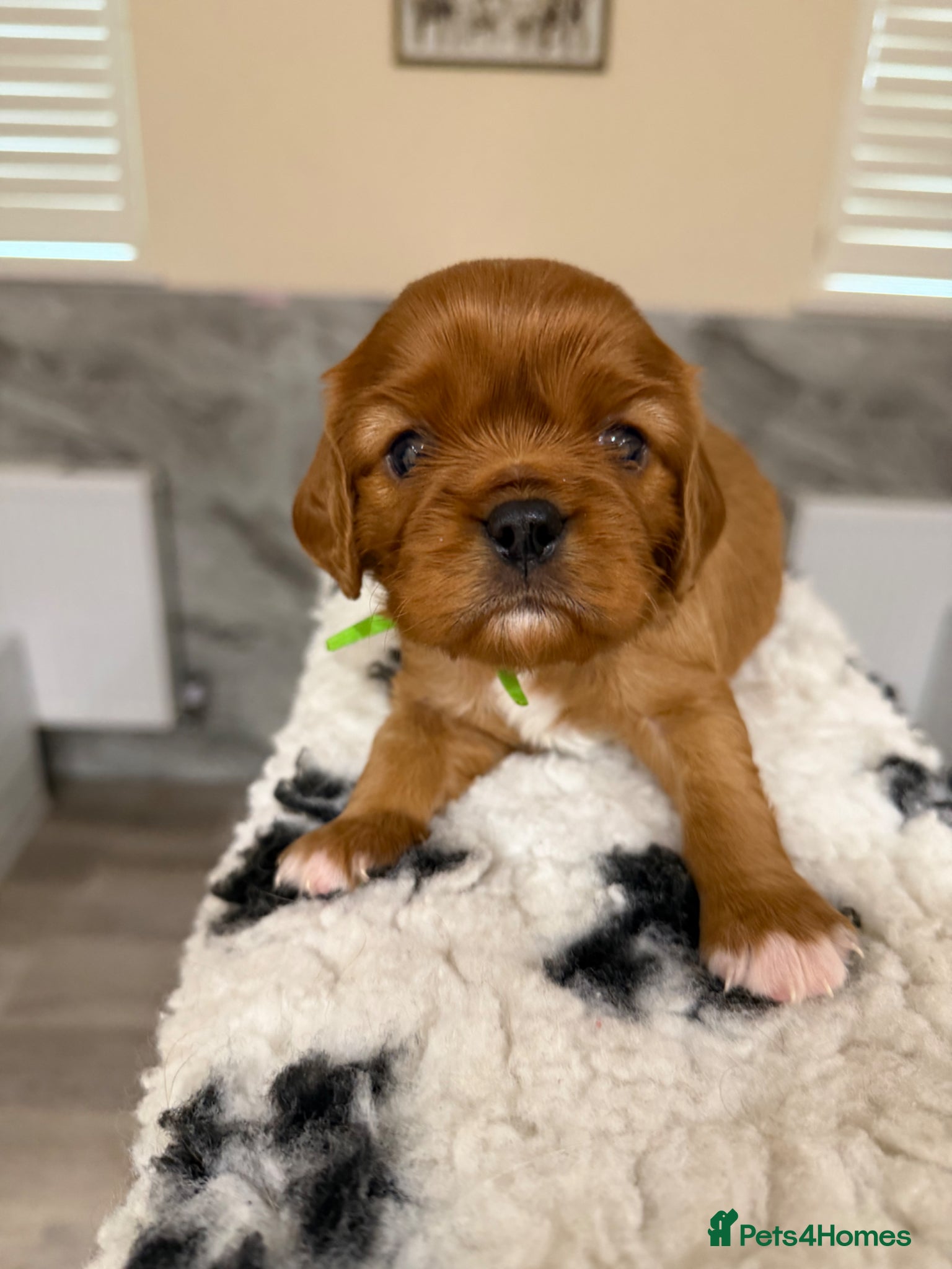 Cavalier King Charles Spaniel dogs 1 x Beautiful ruby cavalier King Charles - Advert 1