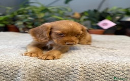 Cocker Spaniel dogs for sale: Four beautiful *working* cocker spaniel puppies - Advert 30