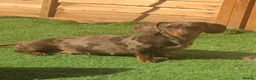 Dachshund dogs for sale: Miniature dutch hound, puppies  - Advert 12
