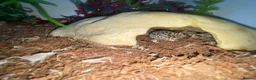Gecko reptiles for sale: Gecko  in Stockport - Advert 2