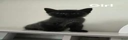 Mixed Breed cats for sale: Very soft, fluffy, sociable kittens - Advert 9