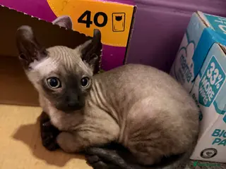 Mixed Breed cats 2 beautiful Velour Sphynx boys left 🤎🖤 - Advert 2