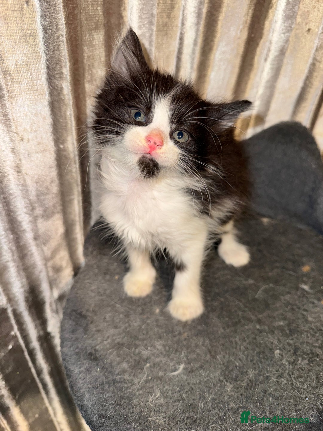 Mixed Breed cats for sale: Tigers angel - Image 4