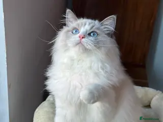 Ragdoll cats One left ACTIVE CAT OR pet TICA Registered - Advert 2