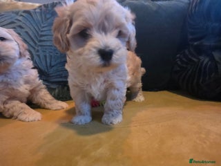 Maltipoo dogs F1 Maltipoo for sale - Advert 8