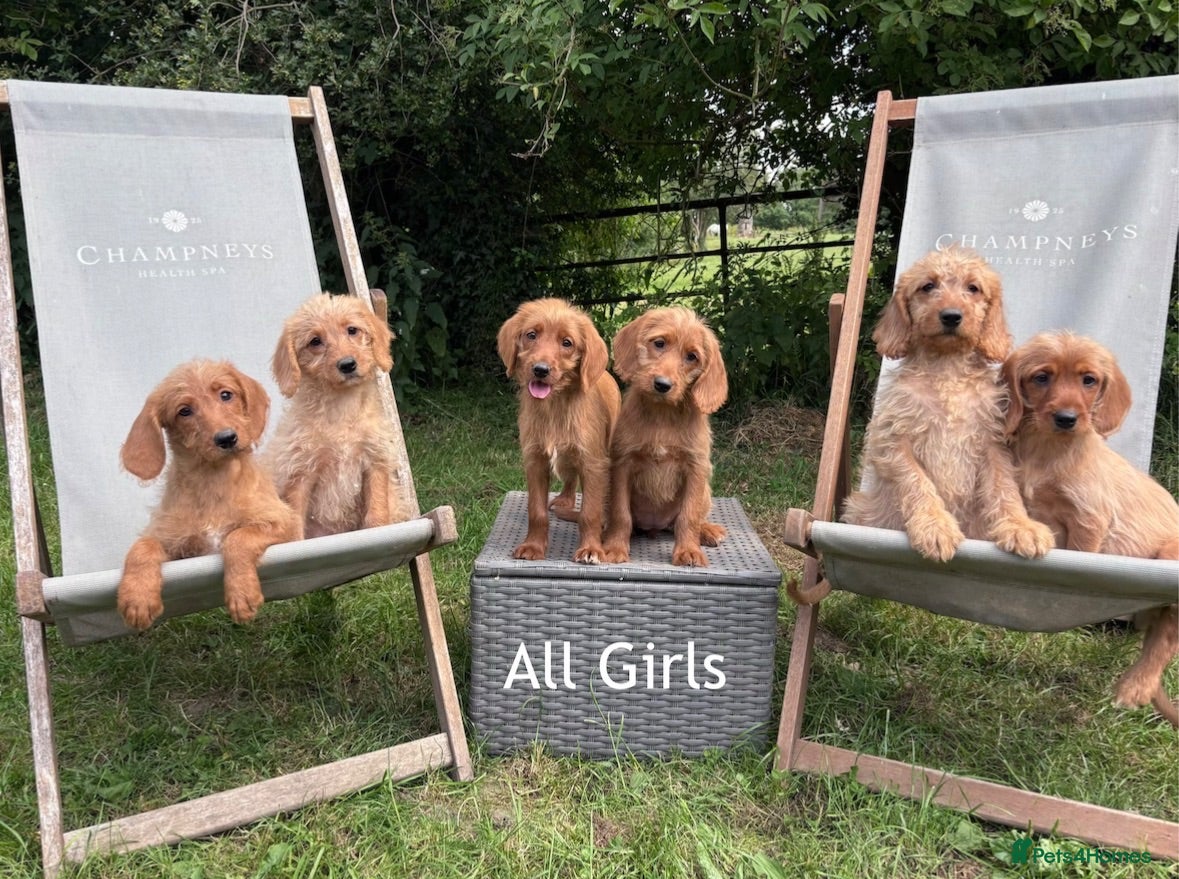 Labradoodle dogs Fox Red Labradoodle Puppies  - Advert 1
