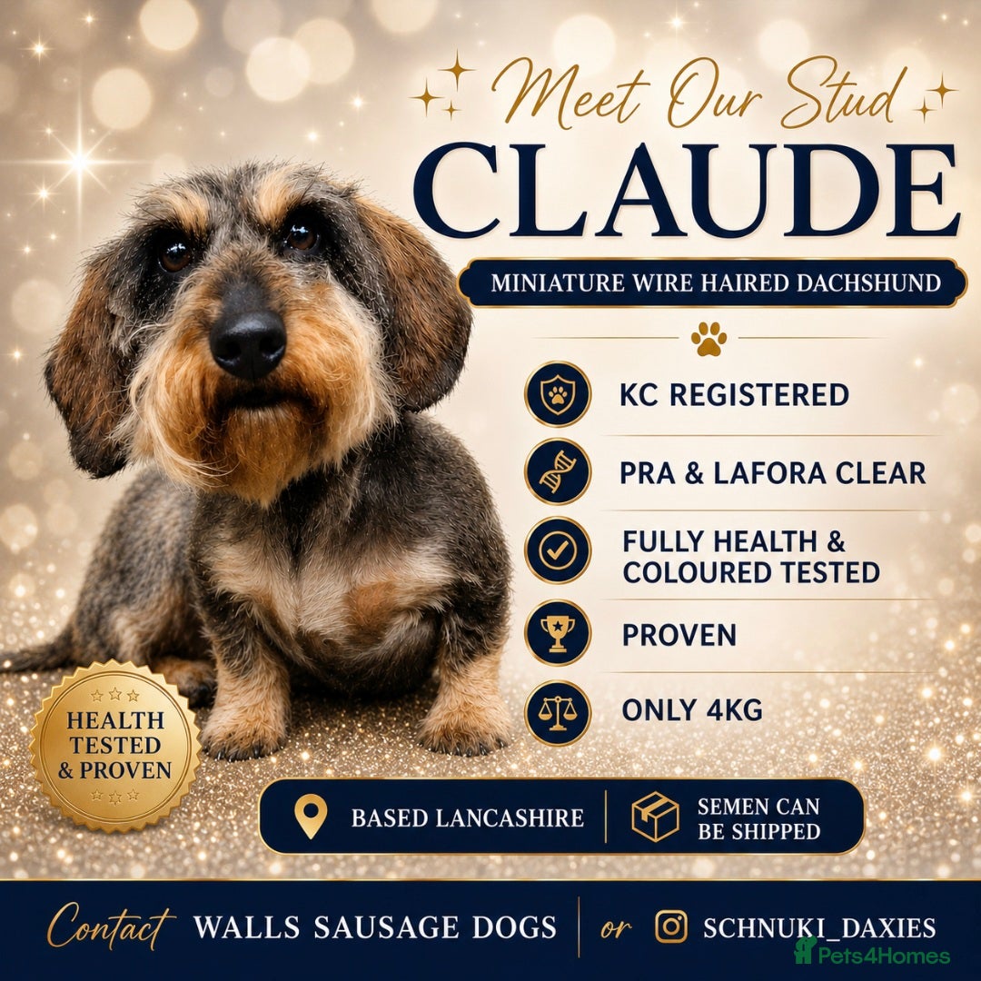 Miniature Dachshund dogs Miniature Wire Haired Dachshund  - Advert 21