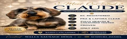 Miniature Dachshund dogs for stud: Miniature Wire Haired Dachshund  - Advert 1