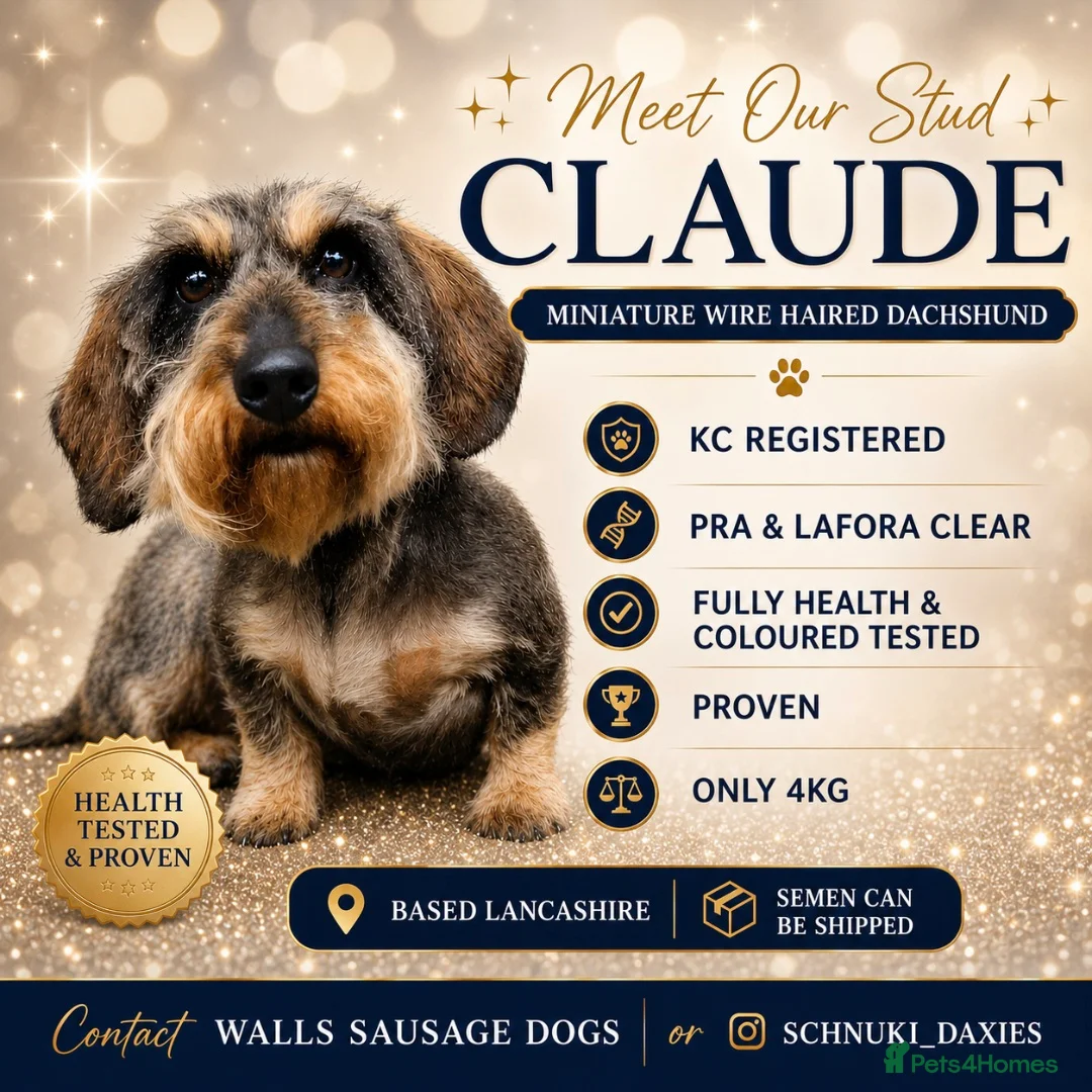Miniature Dachshund dogs for stud: Miniature Wire Haired Dachshund  - Advert 1