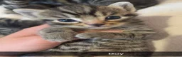Mixed Breed cats for sale: 4 Beautiful Tabby cats - Advert 2