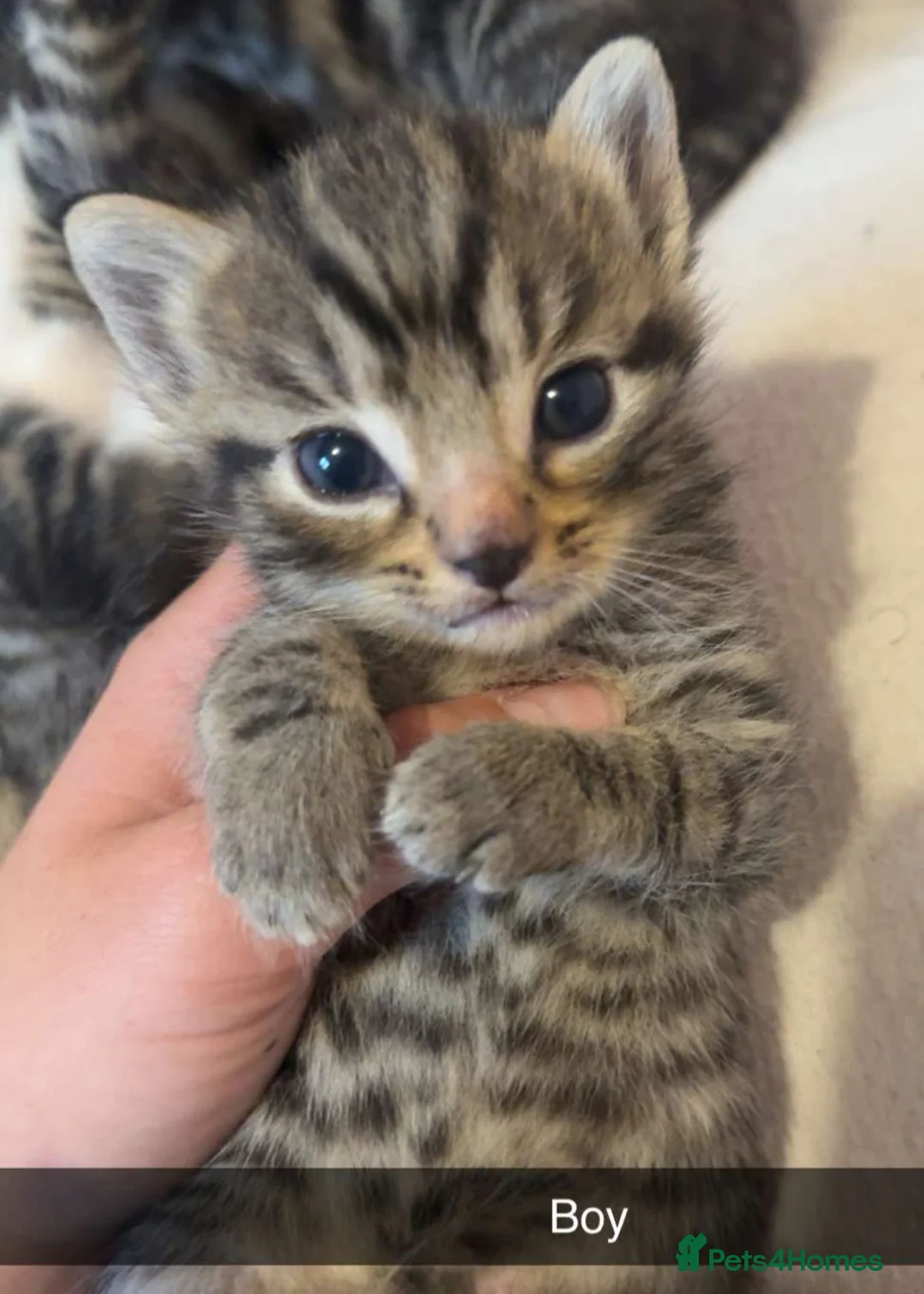 Mixed Breed cats for sale: 4 Beautiful Tabby cats - Advert 2
