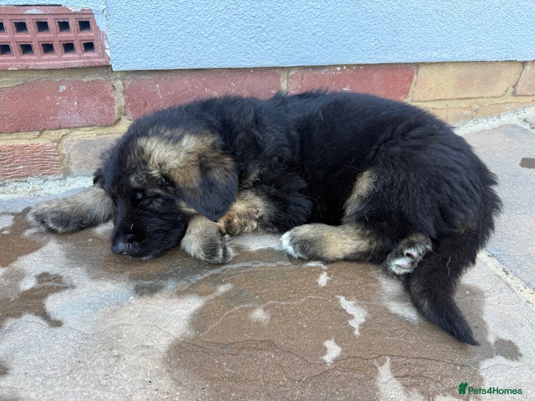 German Shepherd dogs for sale: Only 1 boy left Kc German Shepherd Puppies in Canvey Island - Image 31
