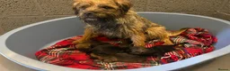 Border Terrier dogs for sale: Border Terrier Puppies  - Advert 5
