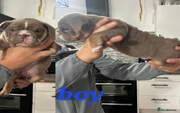 English Bulldog dogs for sale: Stunning bulldogs  - Image 5