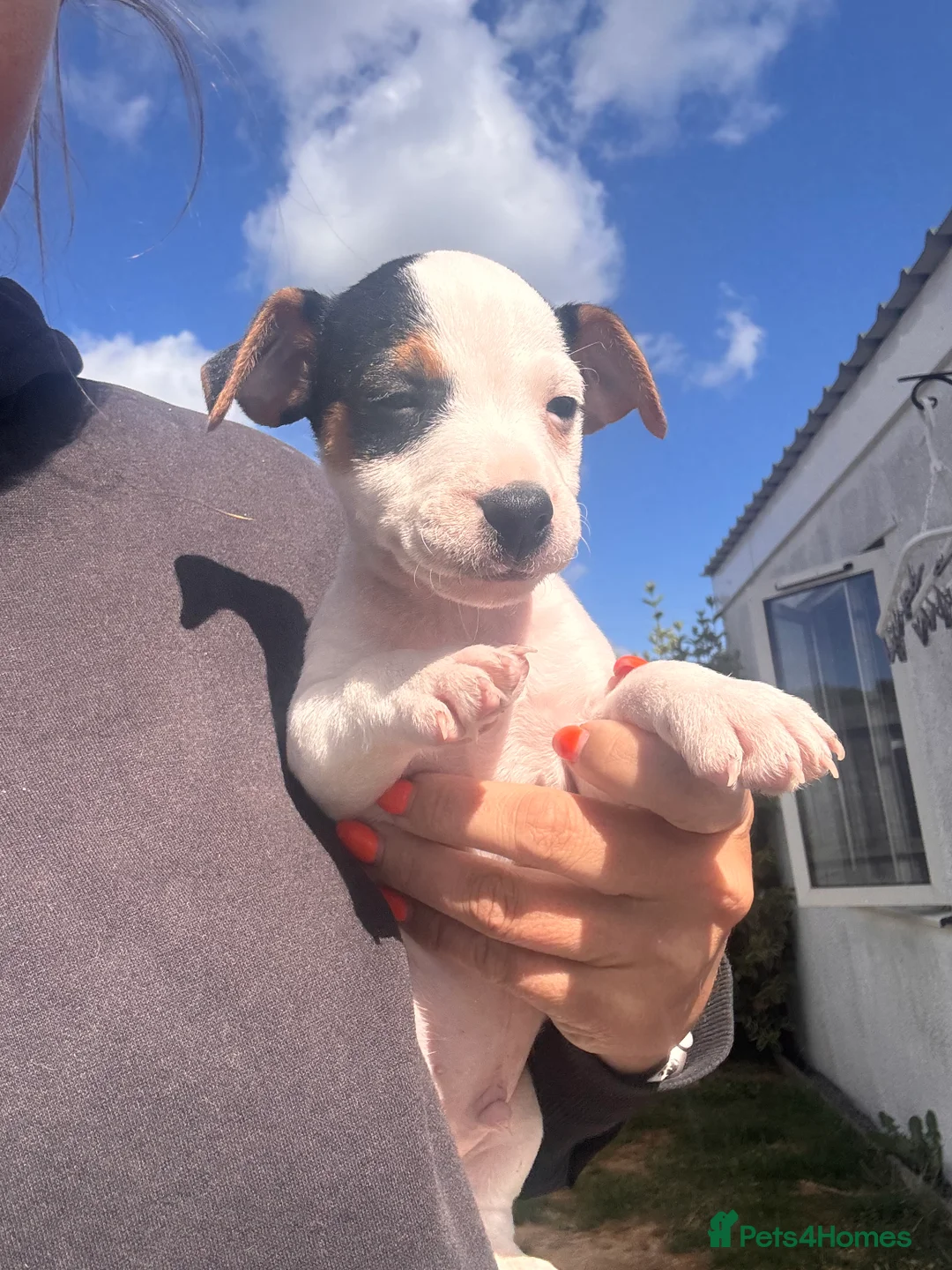 Jack Russell dogs for sale: Jack Russell puppies for sale  - Advert 2