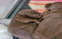 Sprocker dogs for sale: Sprockers  - Image 18