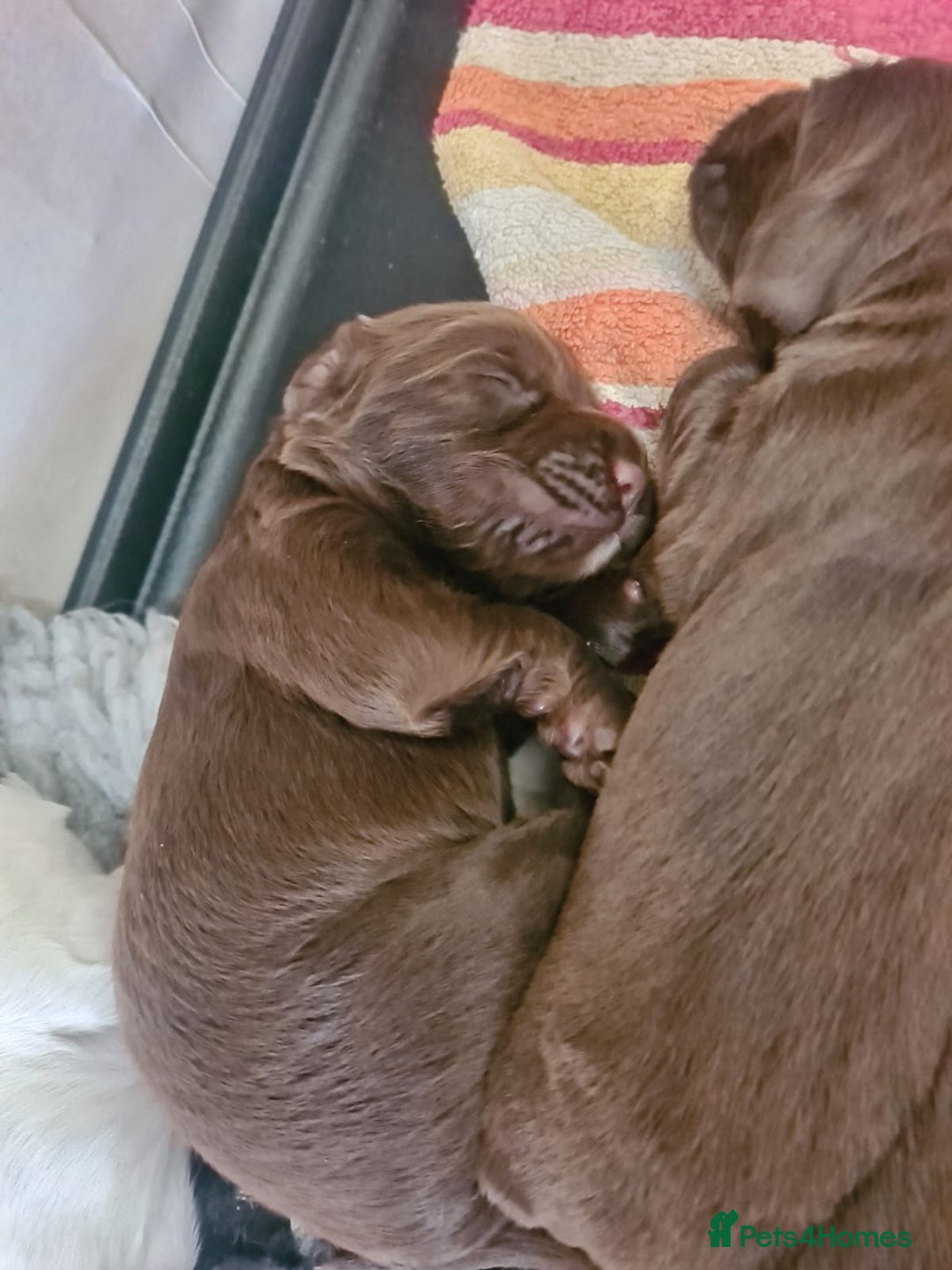 Sprocker dogs for sale: Sprockers  - Image 18