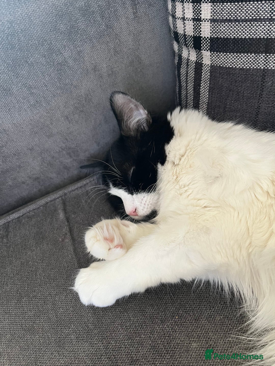 Mixed Breed cats for sale: 2 brothers - Advert 1