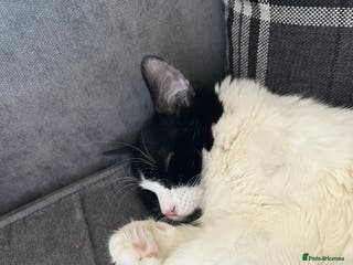 Mixed Breed cats 2 brothers - Advert 19