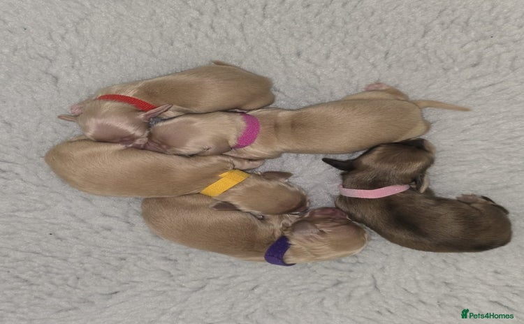 Miniature Dachshund dogs - Advert 3