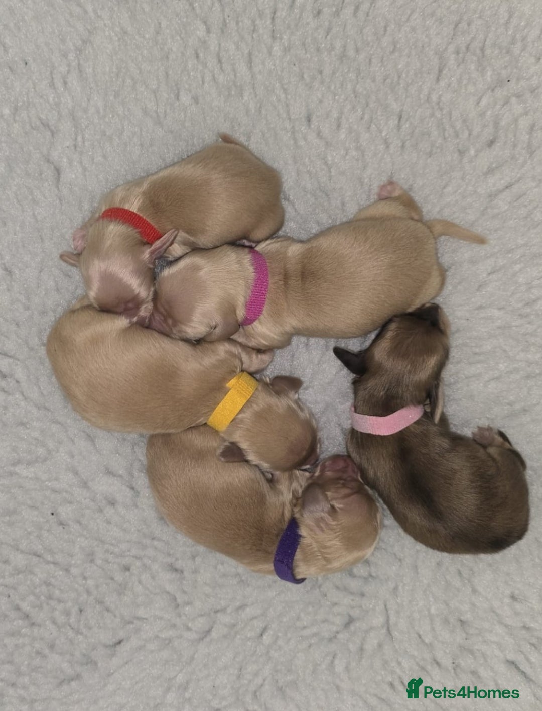 Miniature Dachshund dogs for sale: Champion line creams  - Image 1