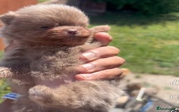 Pomeranian dogs for sale: Pomeranian puppy 🐶  - Image 12