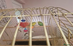 Budgerigars birds for sale: Budgies for sale - Image 2