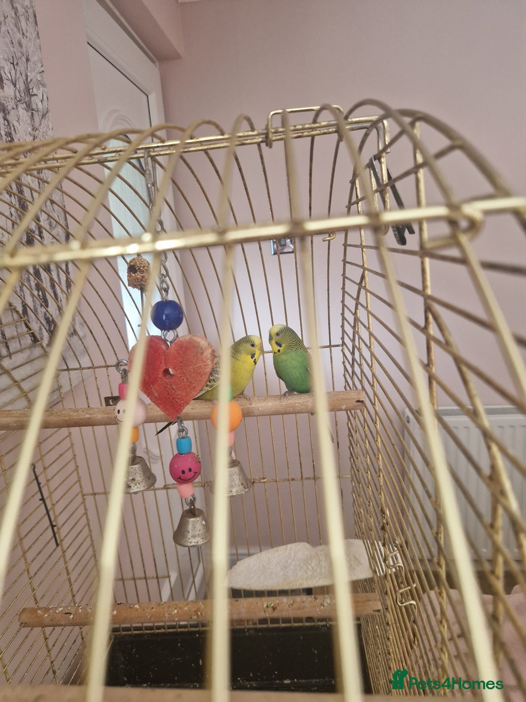 Budgerigars birds for sale: Budgies for sale - Image 2