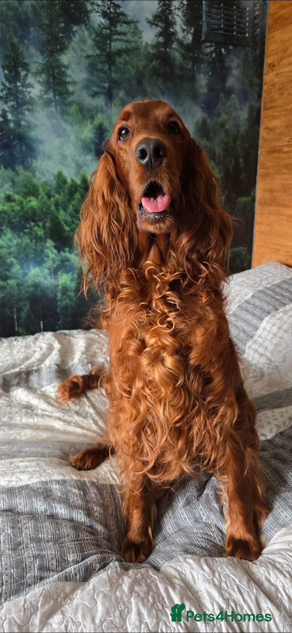 Irish Setter dogs KC Registered Beautiful Irish Setter Puppies  - Advert 2