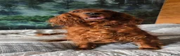 Irish Setter dogs for sale: KC Registered Beautiful Irish Setter Puppies  - Advert 8