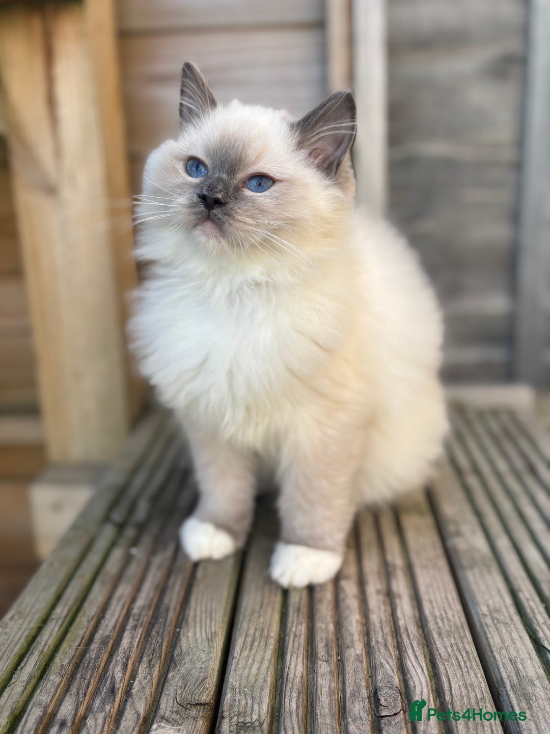 Ragdoll cats for sale: Absolute stunning gccf  blue mitted girl  - Image 3