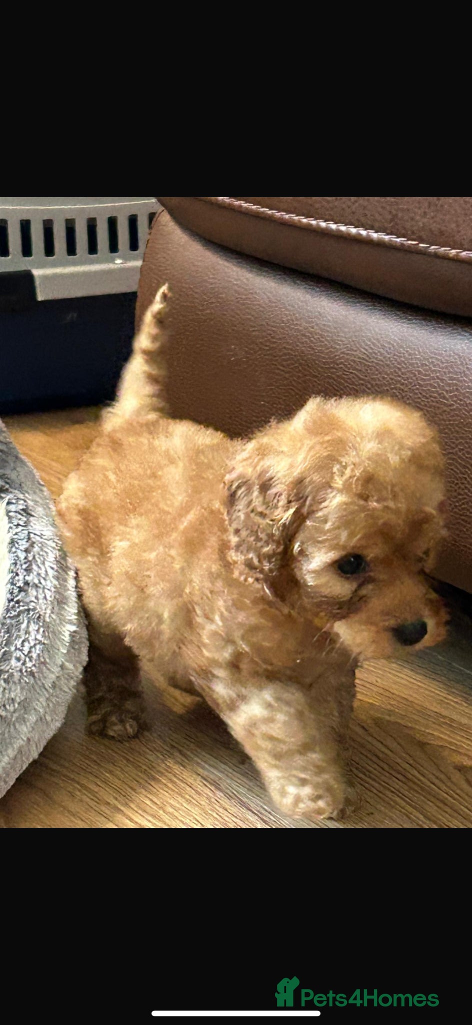 Cockapoo dogs for sale: Cockapoo puppies in Aberdeen - Advert 19