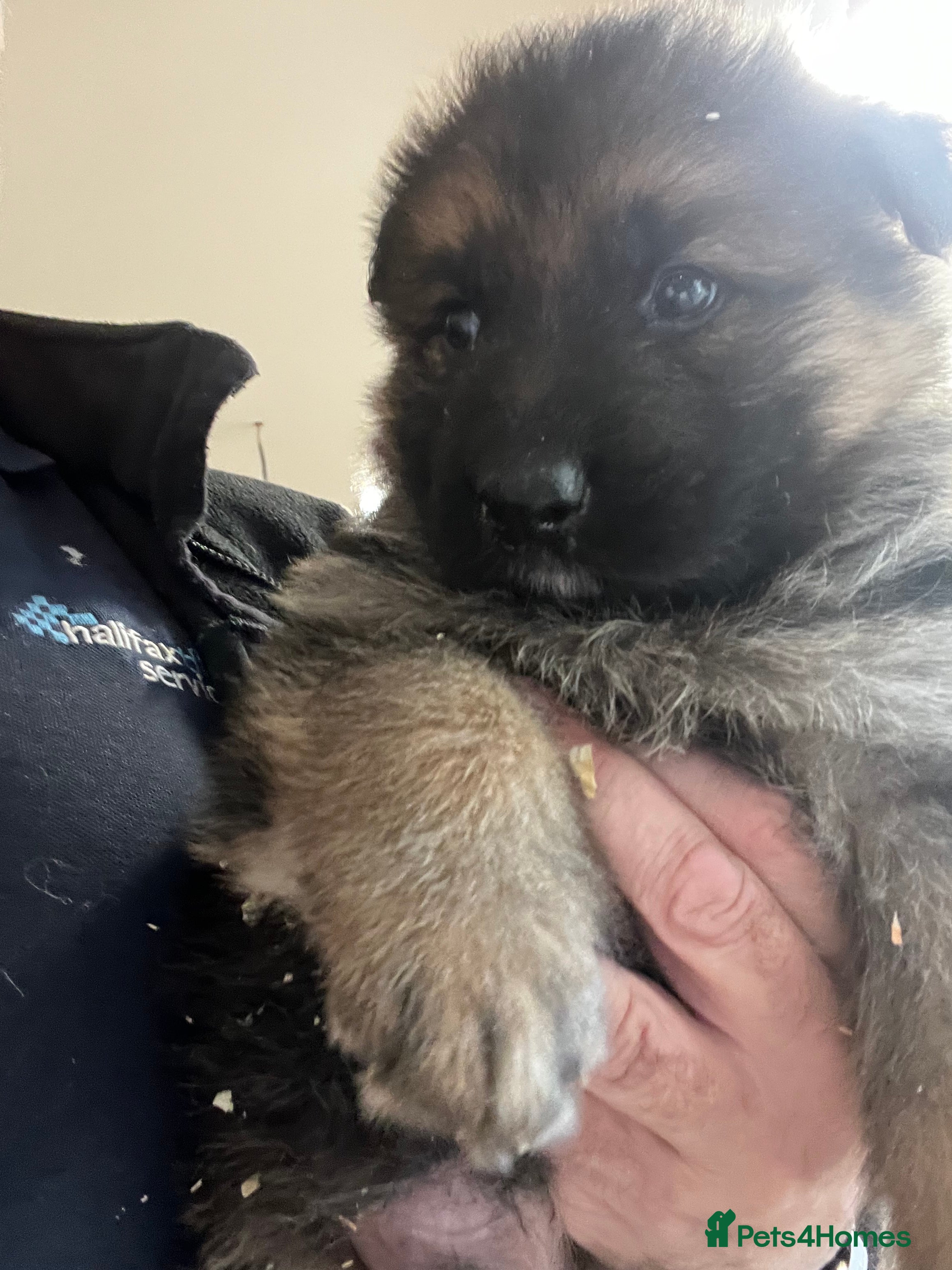 German Shepherd dogs German shepherds pups - Advert 1