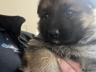 German Shepherd dogs German shepherds pups - Advert 18