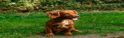 Cocker Spaniel dogs for stud: Gunner, KC Registered, Fully Health Tested WCS in Bury Saint Edmunds - Advert 10