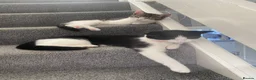 Domestic Shorthair cats for sale: 2 beautiful cats - Advert 11