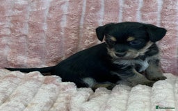 Jack Russell dogs for sale: Quality litter of beautiful Jack Russell puppies  - Image 25
