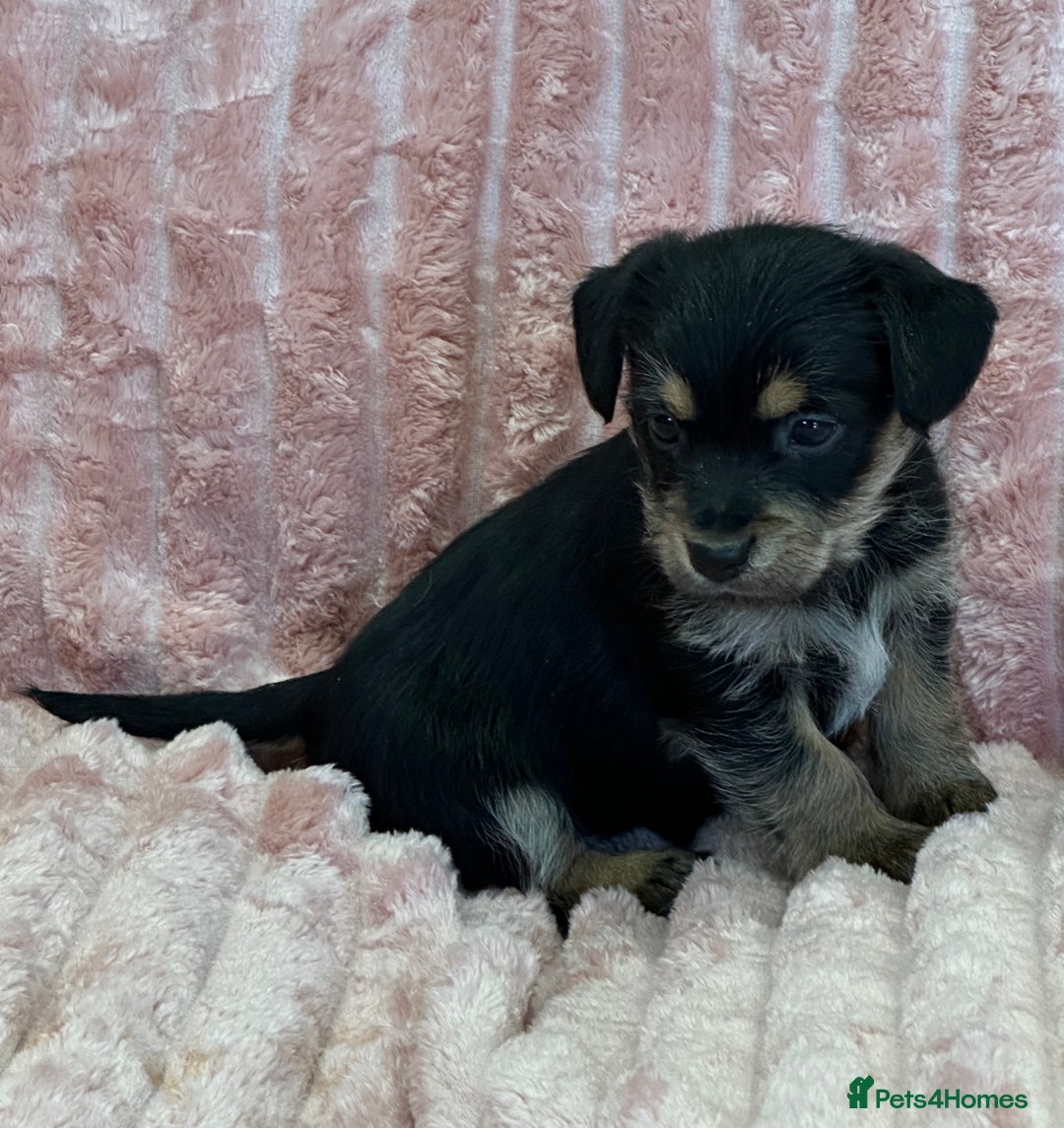 Jack Russell dogs for sale: Quality litter of beautiful Jack Russell puppies  - Image 25