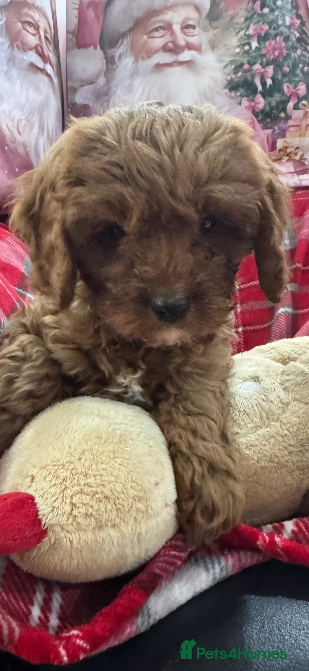 Cavapoo dogs for sale: Cavapoo boy pups ready now 🏡 - Advert 12