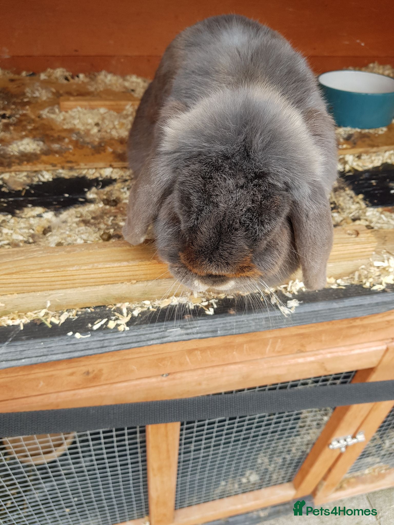 Mini Lop rabbits Mini lop rabbit - Advert 1