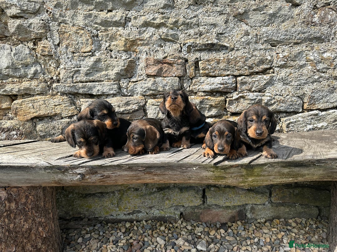 Dachshund dogs for sale: Working Wirehaired dachshund teckels puppies - Image 10
